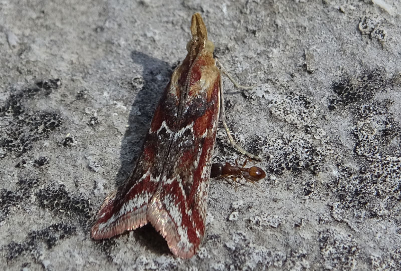 Ancylosis cinnamomella - Pyralidae